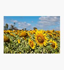 Sunflower Fields - Nobby, Australia Photographic Print