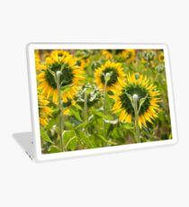 Sunflower Backs - Nobby, Australia Laptop Skin