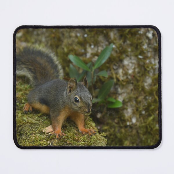 Item preview, Cute Douglas Squirrel or Chickaree on mossy Oregon Myrtle designed and sold by Steven Holt.