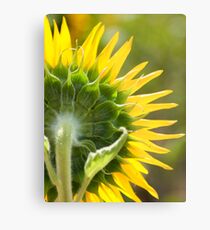 Close up of Sunflower Back - Nobby, Australia Metal Print