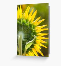 Close up of Sunflower Back - Nobby, Australia Greeting Card