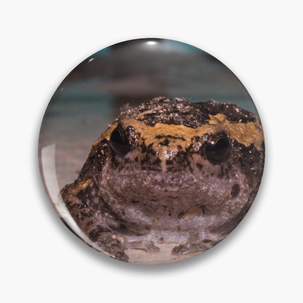 Item preview, Banded bullfrog designed and sold by ROSE ANN BANILAR.