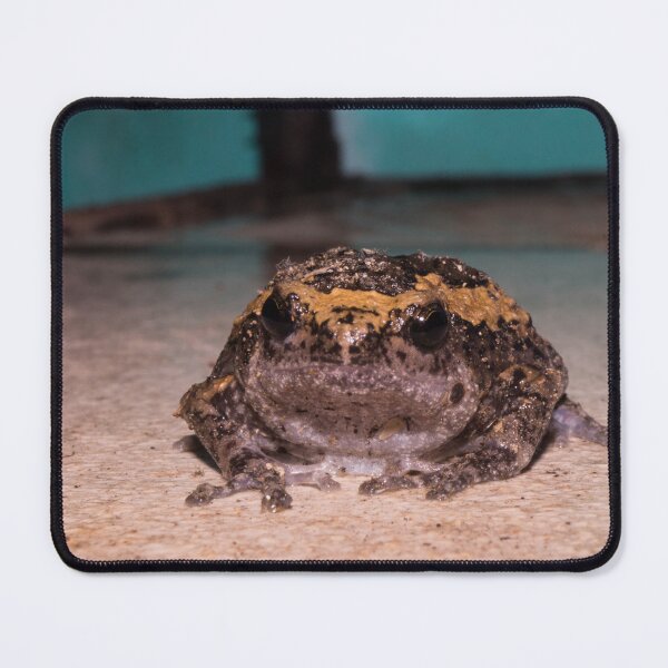 Item preview, Banded bullfrog designed and sold by ROSE ANN BANILAR.