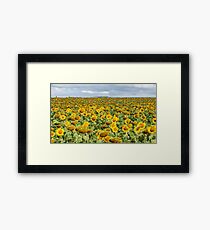 Sunflower Field - Nobby, Australia Framed Print
