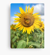 Sunflower - Nobby, Australia Metal Print