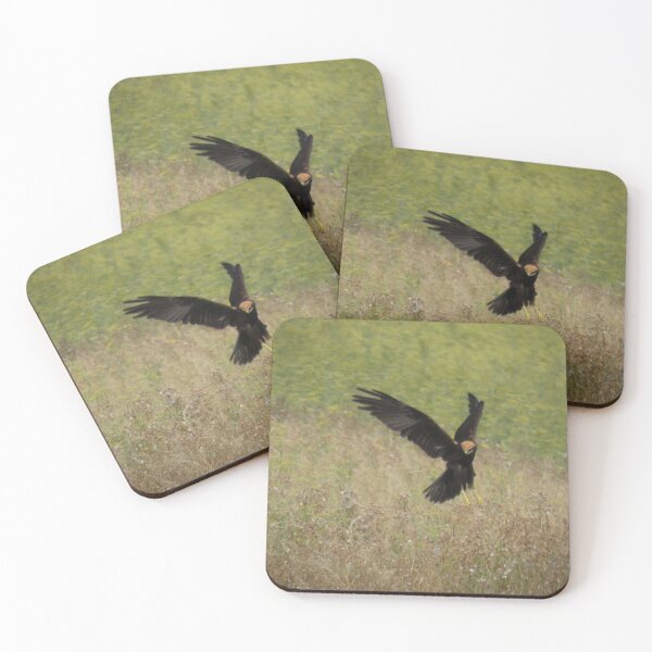 Item preview, Western Marsh Harrier in Flight designed and sold by tothkataphoto.