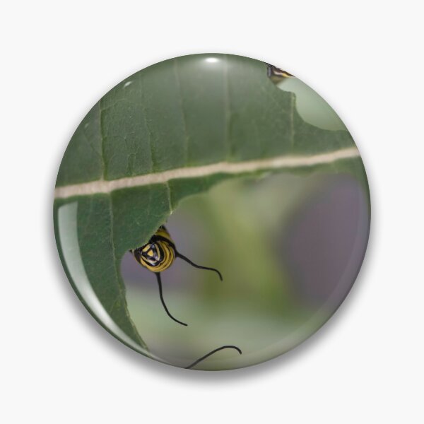 Item preview, 3 monarch caterpillars on a leaf  designed and sold by sarahjeanphoto.