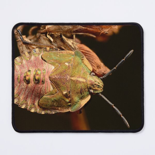 Item preview, Macro of a Colorful Shield Bug on a Dry Plant designed and sold by Goiko7Margarita.