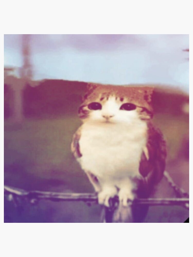 Rio de Meowl  Sticker