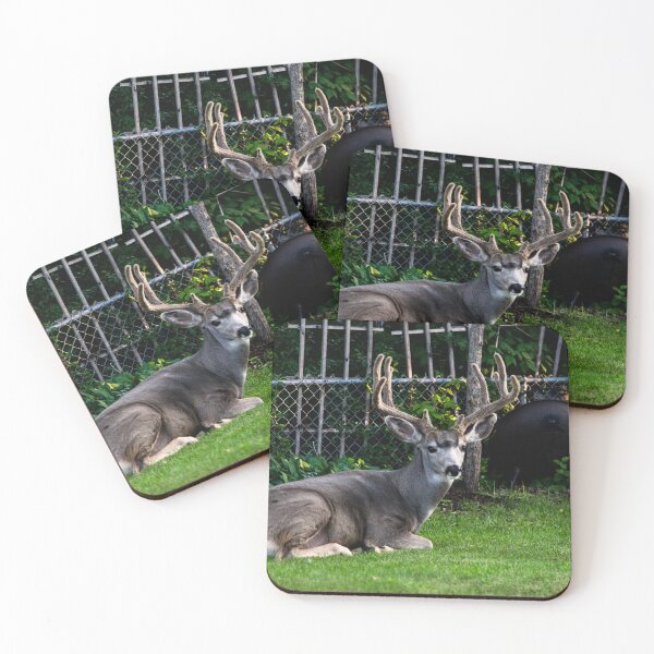 Item preview, Mule deer buck in the backyard hanging out.  designed and sold by CanadianWild418.