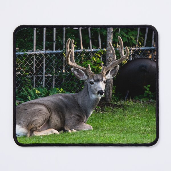 Item preview, Mule deer buck in the backyard hanging out. designed and sold by CanadianWild418.