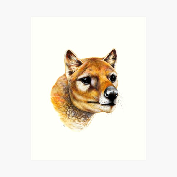 Item preview, Tasmanian Tiger (Thylacine) Portrait designed and sold by Pip Tacla.