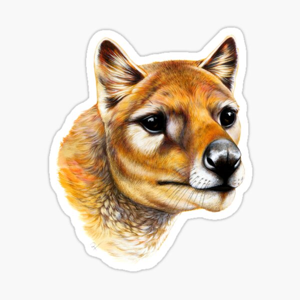 Tasmanian Tiger / Thylacine Portrait Sticker