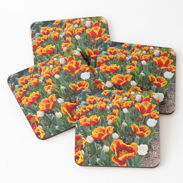 Item preview, Orange and Red Tulips with White Blooms in Sunlight designed and sold by Be Captured by Brittany Emma.