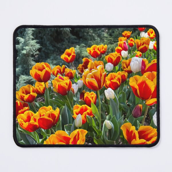 Item preview, Orange and Red Tulips with White Blooms in Sunlight designed and sold by Be Captured by Brittany Emma.
