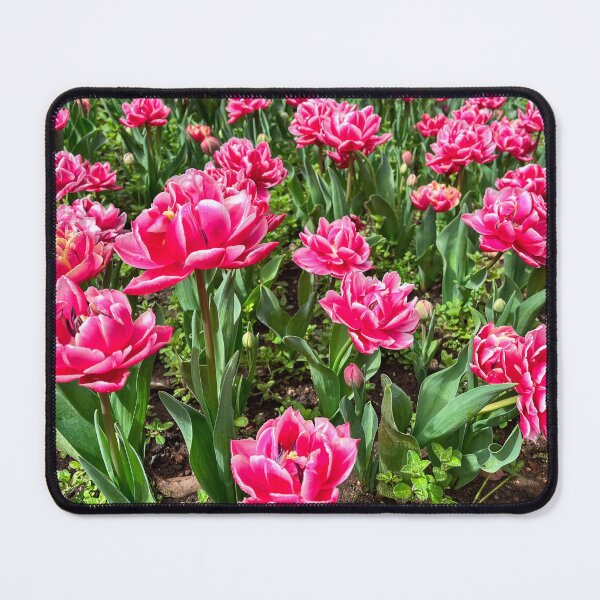 Item preview, Double Pink Tulips with Ruffled Petals in Bloom designed and sold by Be Captured by Brittany Emma.