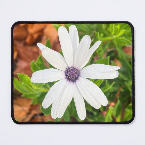 Item preview, White Daisy with Morning Dew Close-Up designed and sold by Be Captured by Brittany Emma.
