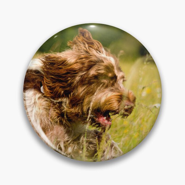 Item preview, Racing through the daisies Spinone by heidiannemorris ©️  designed and sold by FOLK ART FUSION by heidiannemorris.