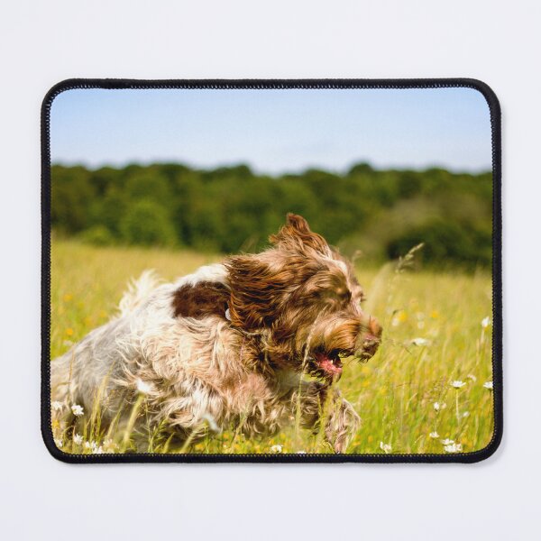 Item preview, Racing through the daisies Spinone by heidiannemorris ©️ designed and sold by FOLK ART FUSION by heidiannemorris.