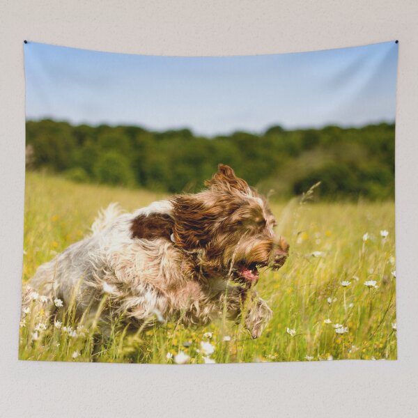 Item preview, Racing through the daisies Spinone by heidiannemorris ©️  designed and sold by FOLK ART FUSION by heidiannemorris.