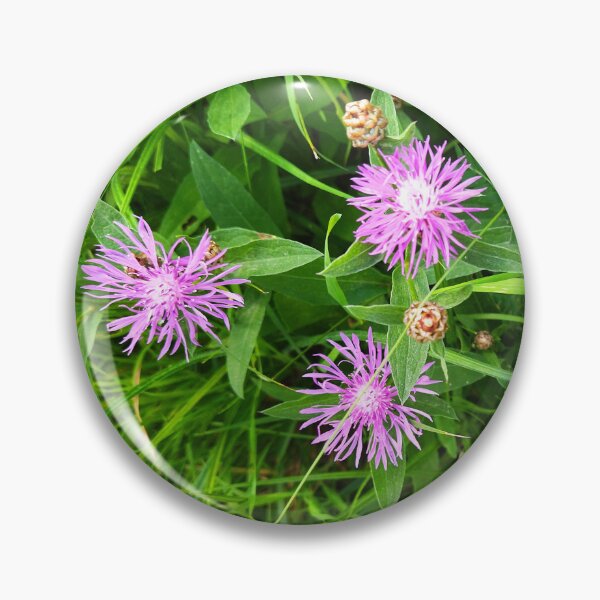Item preview, Brown Knapweed Photo designed and sold by Sky-99.