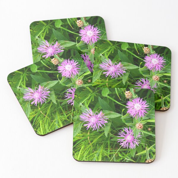 Item preview, Brown Knapweed Photo designed and sold by Sky-99.