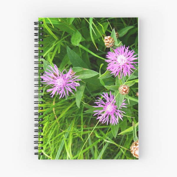 Item preview, Brown Knapweed Photo designed and sold by Sky-99.