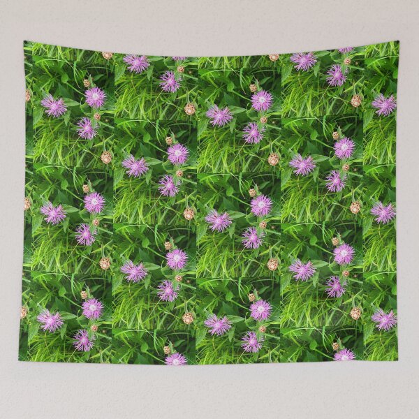 Item preview, Brown Knapweed Photo designed and sold by Sky-99.