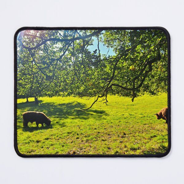 Item preview, Coos Grazing in the Sun - Photograph designed and sold by GenAumonier.