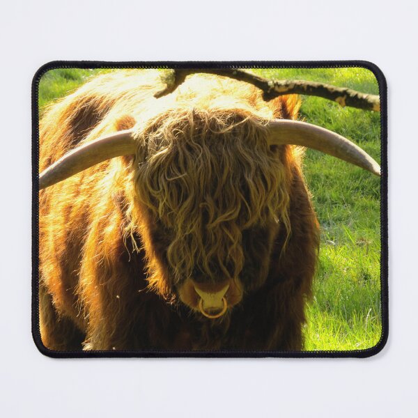 Item preview, Highland Bull in the Sun - Photograph designed and sold by GenAumonier.