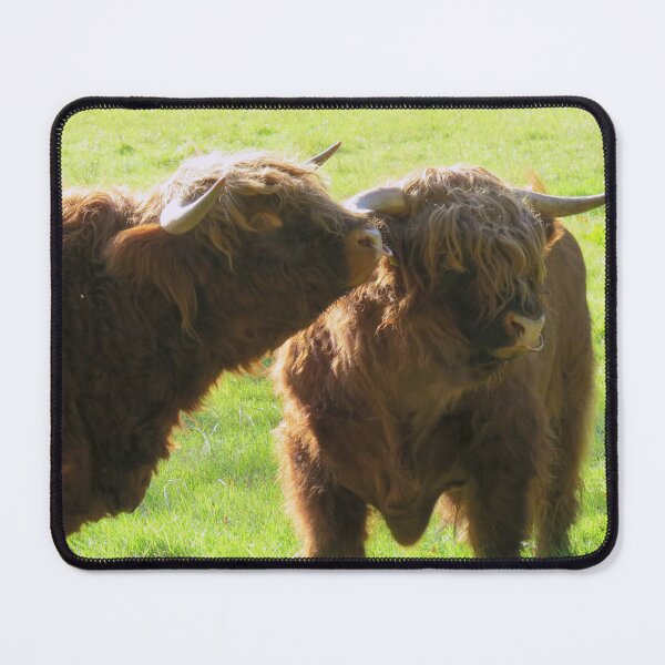 Item preview, Highland Bulls - Photograph designed and sold by GenAumonier.