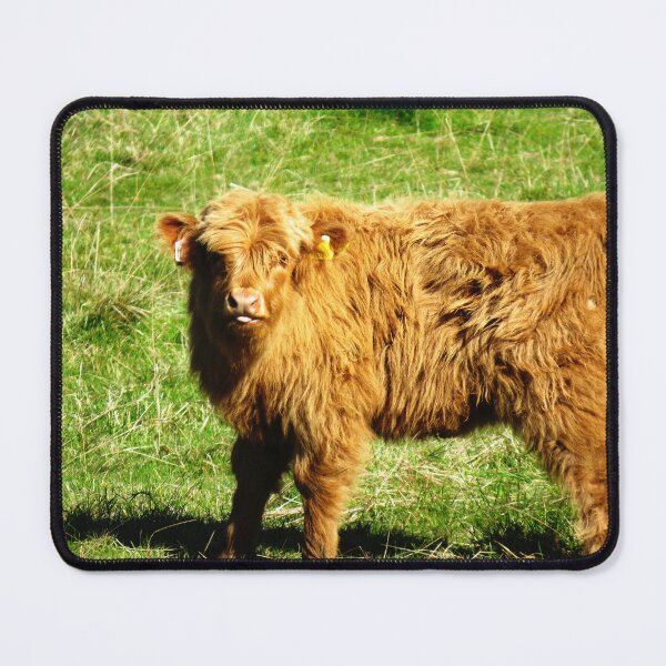 Item preview, Little Highland Calf II - Photograph designed and sold by GenAumonier.