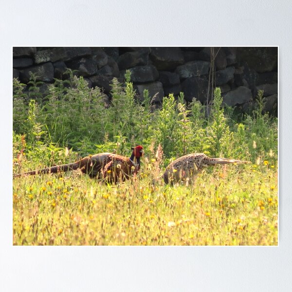 Item preview, Pheasants in the Grass - Photograph designed and sold by GenAumonier.