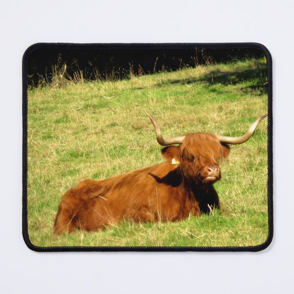 Item preview, Resting Highland Coo - Photograph designed and sold by GenAumonier.