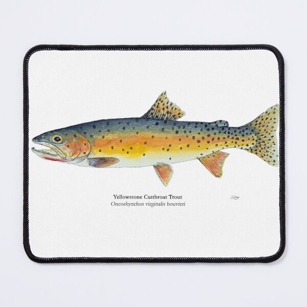 Item preview, Yellowstone Cutthroat Trout Painting designed and sold by Stephen Emms.