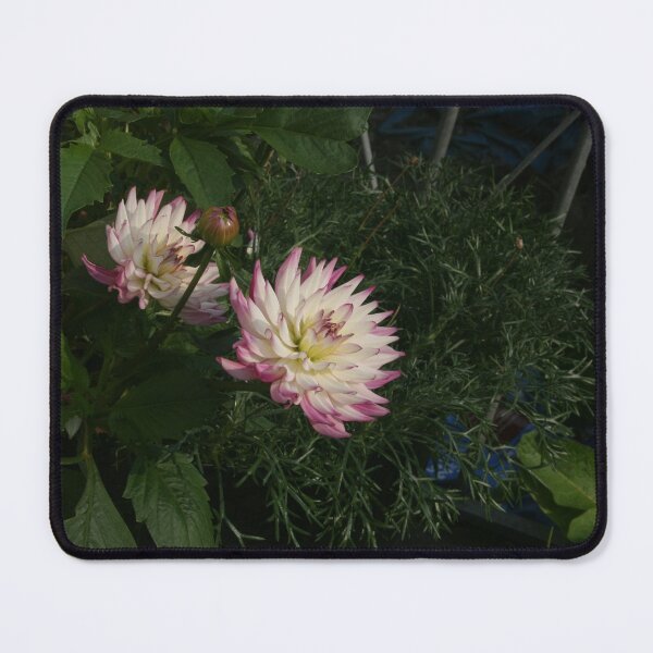 Item preview, Pair of dahlias designed and sold by Andymat99.