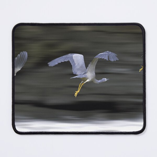 Item preview, A White Faced Herons flying over the flooding weir designed and sold by PixSL Photography and Photo Art.