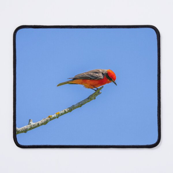 Item preview, Vermillion Flycatcher Bug Hunting designed and sold by PsychoAlien.com.