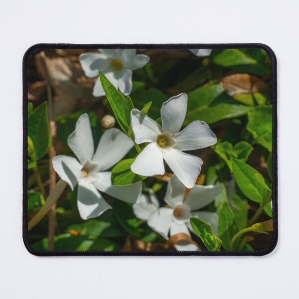 Item preview, Small periwinkle in full bloom designed and sold by TW-Fotos.