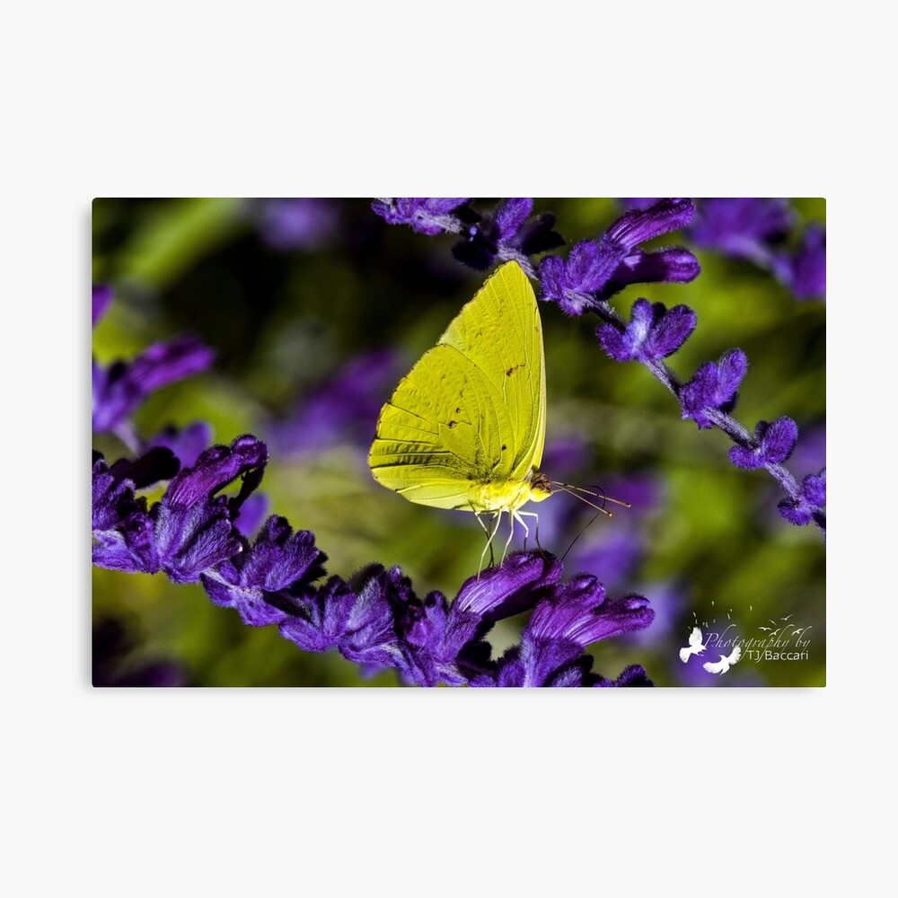 Yellow Butterfly On Purple Flower Art Board Print By Imagetj Redbubble