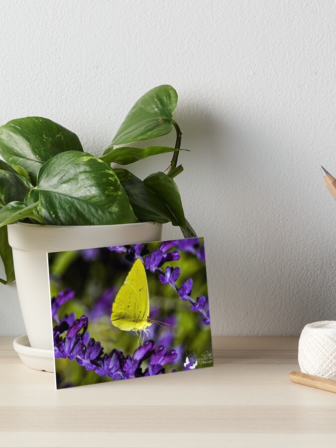 Yellow Butterfly On Purple Flower Art Board Print By Imagetj Redbubble