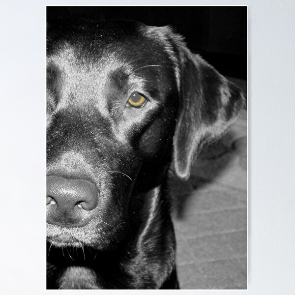 Item preview, Black Beauty with Eyes of Gold designed and sold by tawaslake.