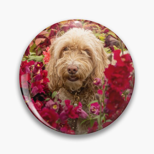 Item preview, Cockapoo dog amongst red flowers in a garden designed and sold by bailey-cooper.
