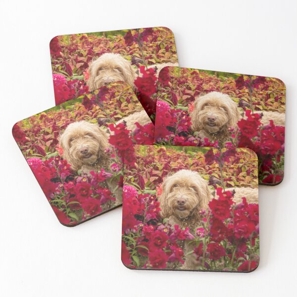 Item preview, Cockapoo dog amongst red flowers in a garden designed and sold by bailey-cooper.