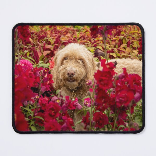 Item preview, Cockapoo dog amongst red flowers in a garden designed and sold by bailey-cooper.