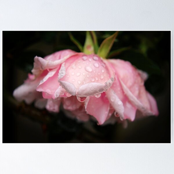 Item preview, Pink rose with raindrops designed and sold by Agnes McGuinness.