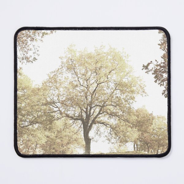 Item preview, Autumn trees with soft yellow foliage photography designed and sold by by-jwp.