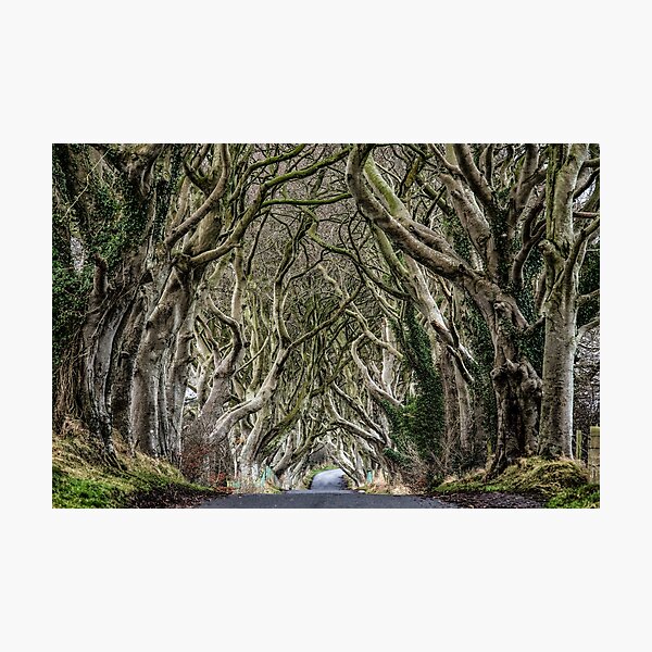 Item preview, Dark Hedges designed and sold by Nigel R Bell Photography.