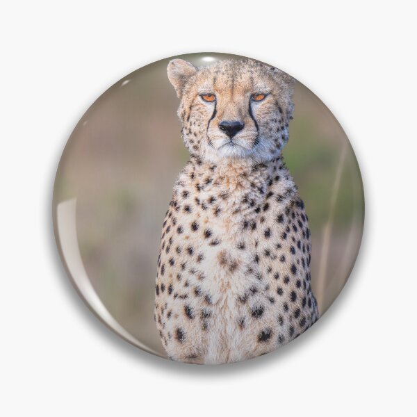 Item preview, Cheetah Sitting Upright Masai Mara Kenya 3 designed and sold by PhotoArt by Joan Carroll.