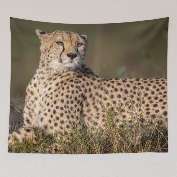 Item preview, Elegant Cheetah Masai Mara Kenya designed and sold by PhotoArt by Joan Carroll.